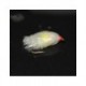 Blobs uv white with sunburst t 5 blob $2.34