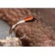 Buzzer Peccary Bristle Buzzer $2.34