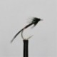 Nymphs black quill holo green cheeks cruncher $2.34
