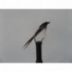 Nymphs uv throat pheasant tail $2.34