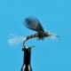 Nymphs Chironomid Pupa Brown $2.34