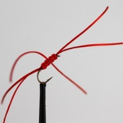 Nymphs Standards northern red b w $2.34