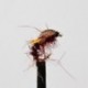 Nymphs Standards claret midge pupa $2.34