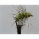 Nymphs Pure gold head grizzle yellow $2.34