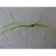 Nymphs Pure fl green crazy rainbow b w $2.34