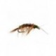 Nymphs Pure shrimp $2.34