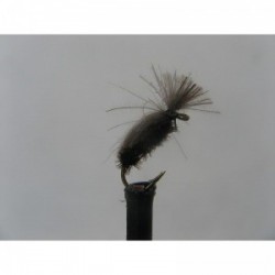 Dries beetle cdc $2.34