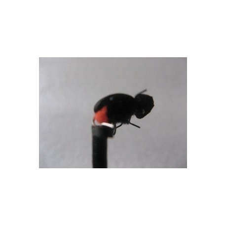 Dries ians orange butt beetle $2.34