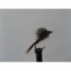 Dries claret emerger cdc $2.34