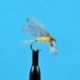 Dries Burnt Wing Pale Evening Dun $2.34