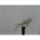 Dries white corixa foam $2.34