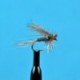 Dries Ugly Duckling Adams $2.34