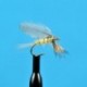 Dries Burnt Wing PMD $2.34