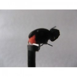 Dries ians orange butt beetle $2.34