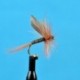 Dries Pure Ginger Quill $2.34
