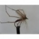 Dries Pure bibio daddy $2.34