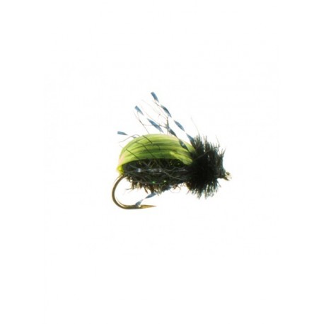 Dries beetle kiwi $2.34