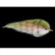 Bonefish Saltwaters bait king rainbow trout $6.80