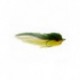 Bonefish Saltwaters dustin's destroyer perch $6.80