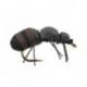 Terrestrials Brown Ant $2.99