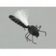 Terrestrials Hawthorn $2.99