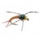 Tungsten Nymphs tg epoxy back copper classic $3.00