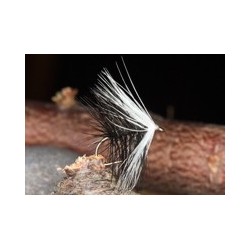 Wets BlackLochOrdie $2.34