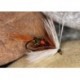 Wets Royal Coachman $2.34