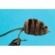 Bass Flies erics mouse $8.50